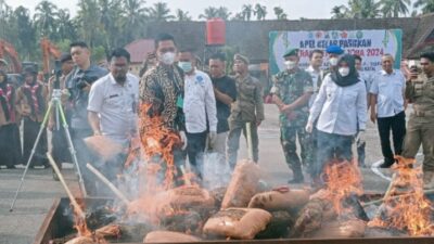 Polres Madina Musnahankan Narkotika Jenis Ganja