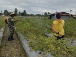 Babinsa Koramil 02/Timika Dampingi Petani Rawat Tanaman Cabe
