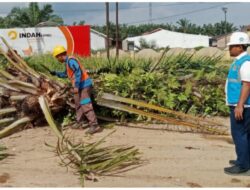 PLN Kotapinang Adakan Perawatan Arus Listrik, Pohon Kelapa Sawit di Jalan Lintas Bedagai Dipangkas