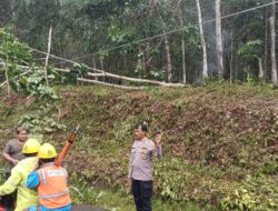 Pohon Tumbang Timpa Kabel Listrik Sebabkan Kemacetan di Silangkitang