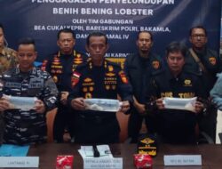 Bakamla RI Gagalkan Penyelundupan Benih Lobster ke Malaysia