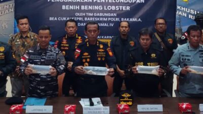 Bakamla RI Gagalkan Penyelundupan Benih Lobster ke Malaysia