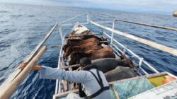 KN. Ular Laut Bakamla RI Selamatkan Kapal Terombang Ambing di Laut Flores