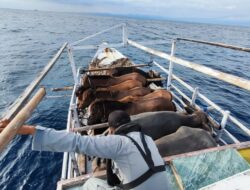 KN. Ular Laut Bakamla RI Selamatkan Kapal Terombang Ambing di Laut Flores