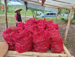Zona Bakamla Tengah Panen 1,3 Ton Cabai dalam Program Hanpang Nasional