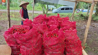 Zona Bakamla Tengah Panen 1,3 Ton Cabai dalam Program Hanpang Nasional