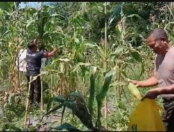Dukung Ketahanan Pangan, Polsek Kajen Panen Jagung
