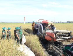 Dukung Ketahanan Pangan, Kadispotdirga Lanud Sultan Hasanuddin Panen Raya