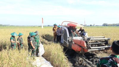 Dukung Ketahanan Pangan, Kadispotdirga Lanud Sultan Hasanuddin Panen Raya