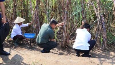 Indonesia Panen Tebu Untuk Swasembada Gula Nasional