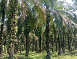 Kabar Gembira Buat Petani Indonesia, Batang Kelapa Sawit Replanting Bisa Disadap Buat Gula Merah