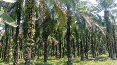 Kabar Gembira Buat Petani Indonesia, Batang Kelapa Sawit Replanting Bisa Disadap Buat Gula Merah
