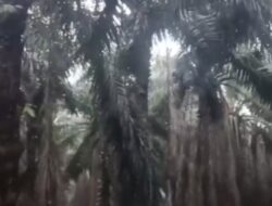Miris! Kebun Negara di Torgamba Terbengkalai, PTPN IV Diduga Korupsi Dana Perawatan