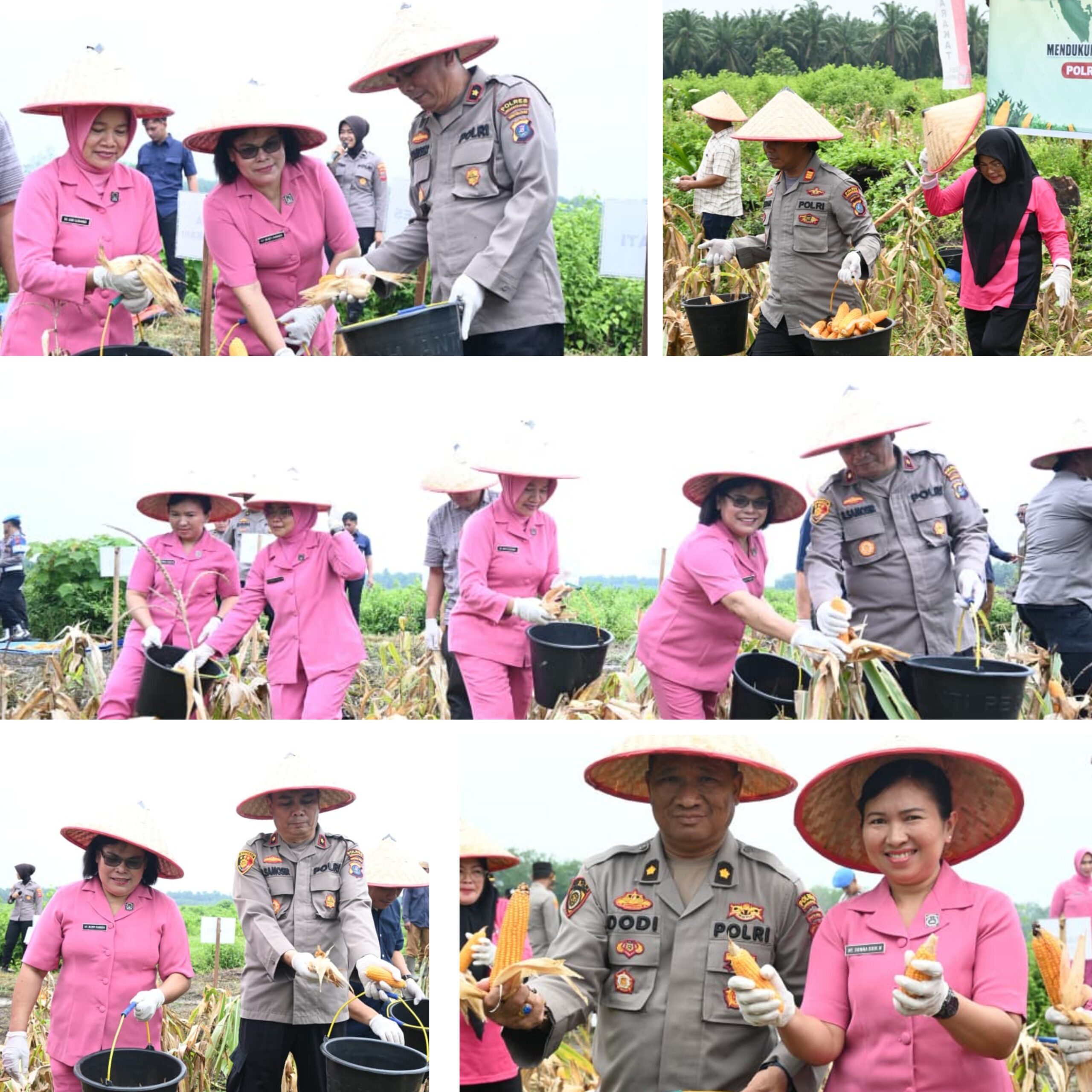 Dukung Program Nasional, Polres Labusel Dan Forkopimda Panen Raya Jagung Serentak Kuartal 3
