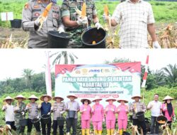 Dukung Program Nasional, Polres Labusel Dan Forkopimda Panen Raya Jagung Serentak Kuartal 3