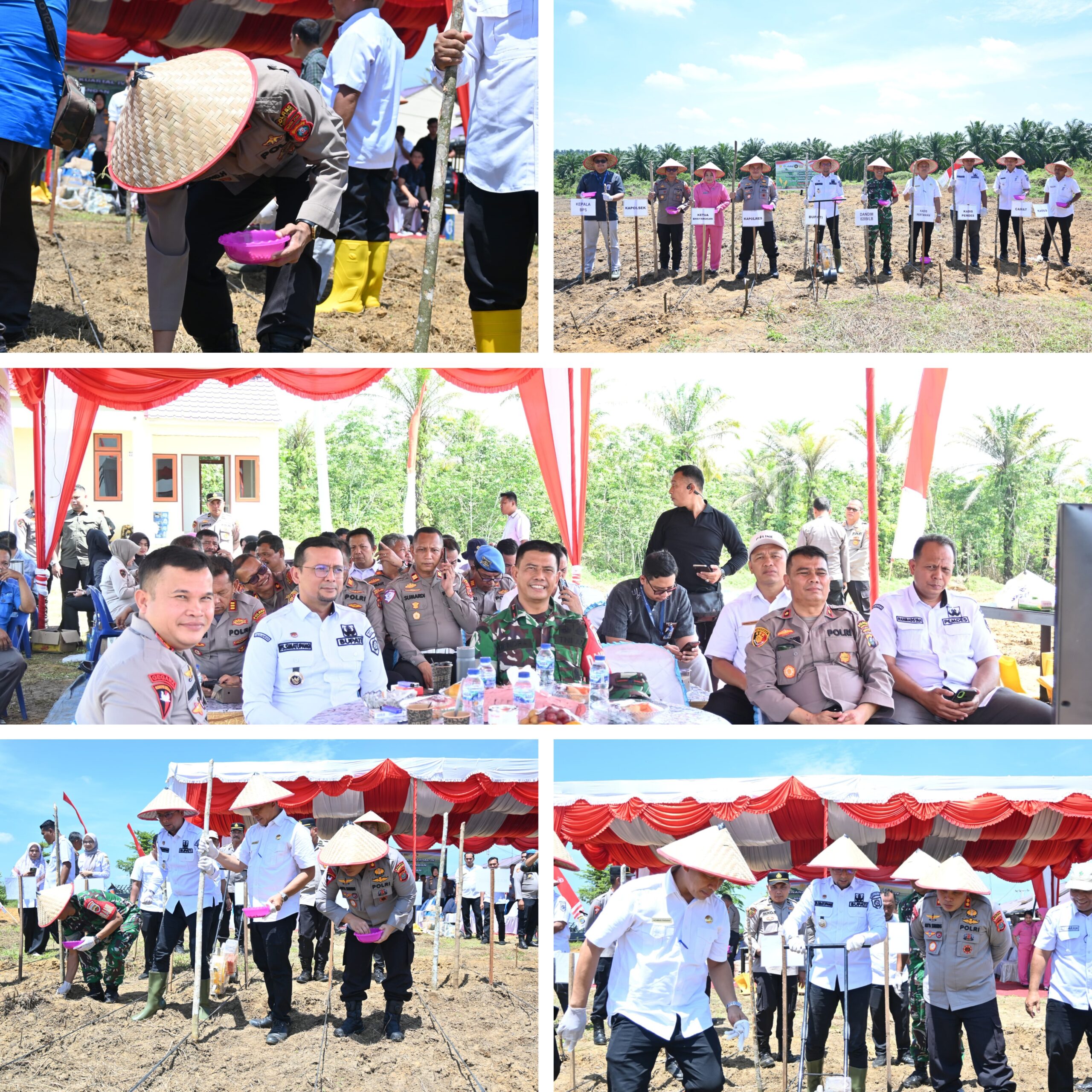 Dorong Ketahanan Pangan di Daerah labuhanbatu selatan,Kapolres Labusel Penanaman Jagung Serentak Kuartal IV