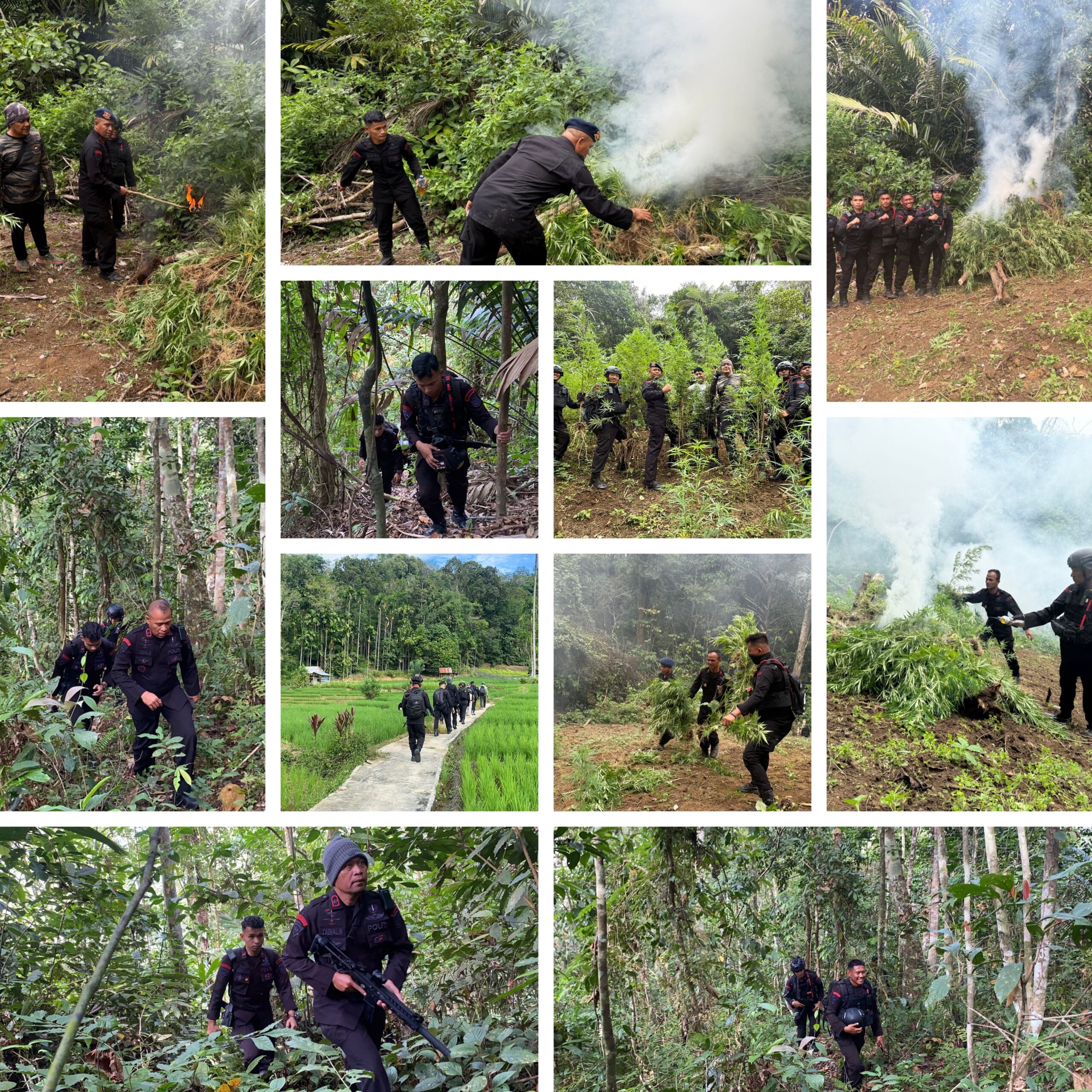 Operasi Besar di Mandailing Natal,Brimob Sumut Musnahkan 10 Hektar Ladang Ganja