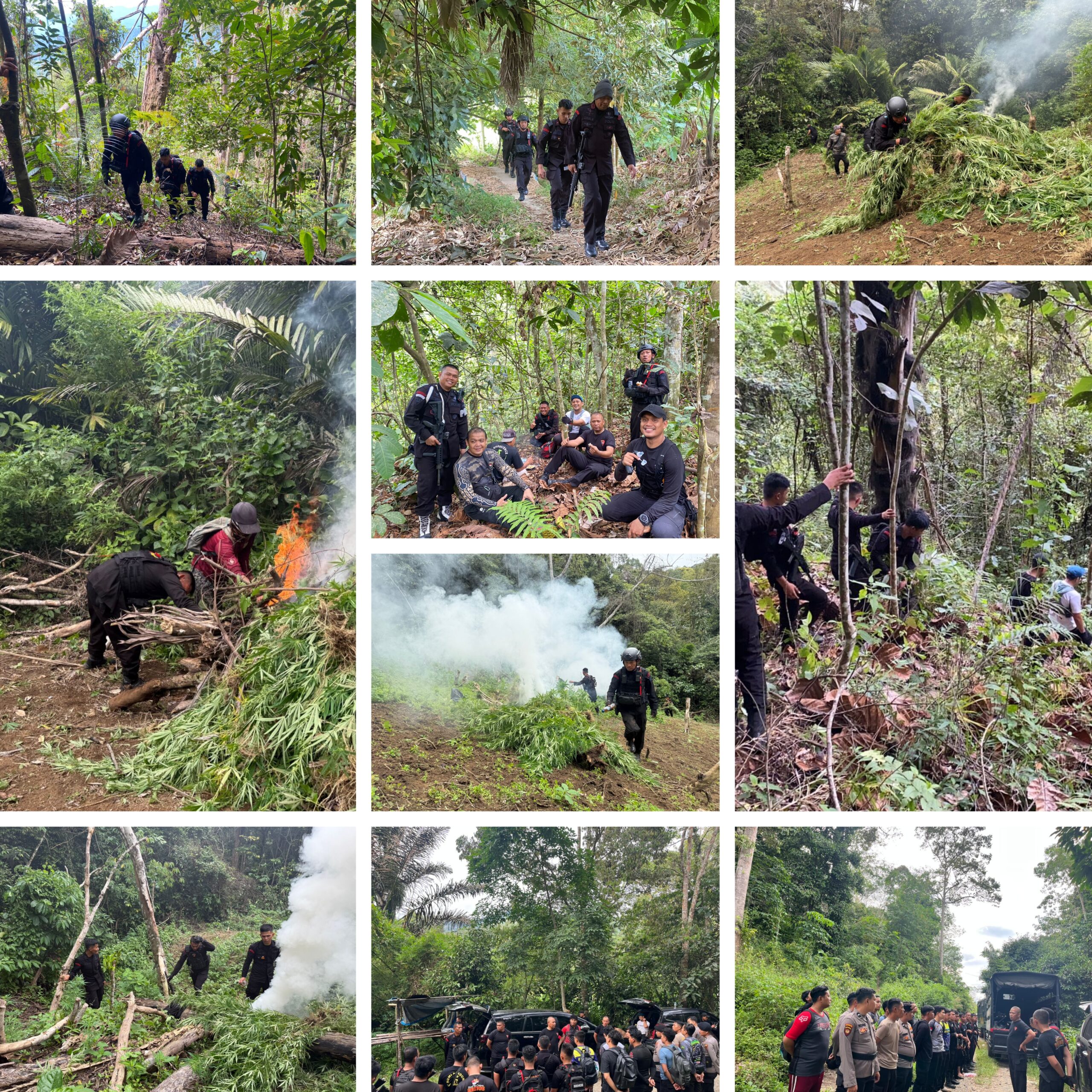 Operasi Besar di Mandailing Natal,Brimob Sumut Musnahkan 10 Hektar Ladang Ganja