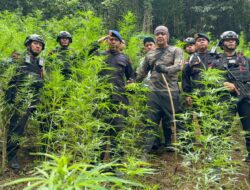 Operasi Besar di Mandailing Natal,Brimob Sumut Musnahkan 10 Hektar Ladang Ganja