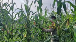 Kapolsek Rimba Melintang Turun Langsung Cek Ketahanan Pangan Jagung