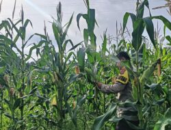 Kapolsek Rimba Melintang Turun Langsung Cek Ketahanan Pangan Jagung