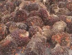 Sudah Dipanen, TBS Milik PTPN IV Unit Panai Jaya Dibiarkan di TPH Membusuk